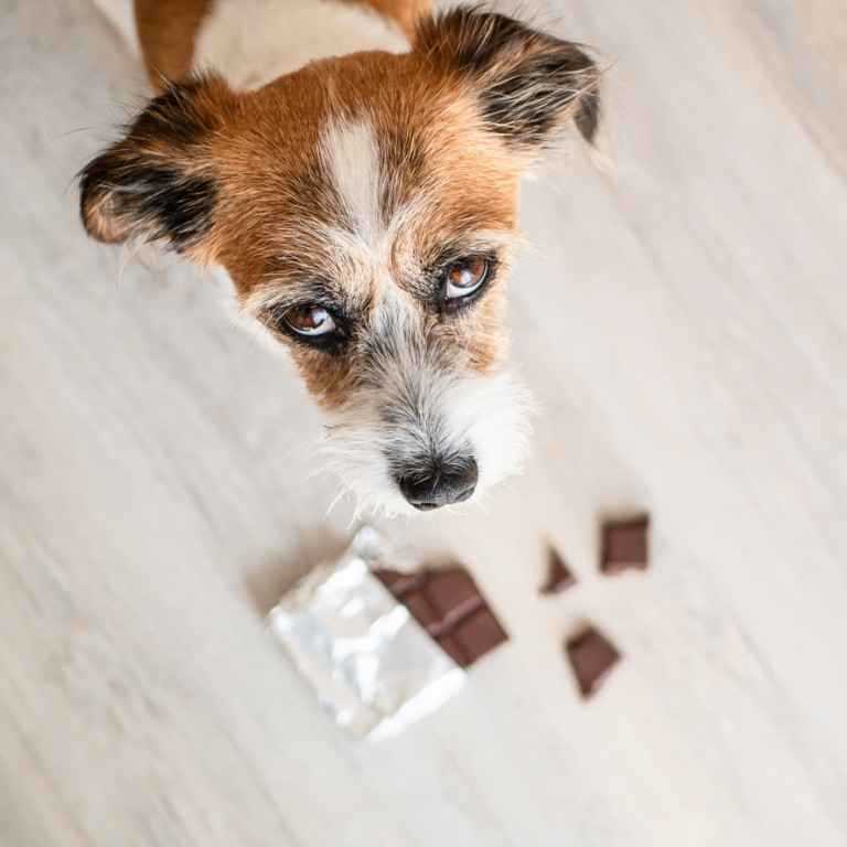 was passiert wenn hunde schokolade essen 54j9o6zm