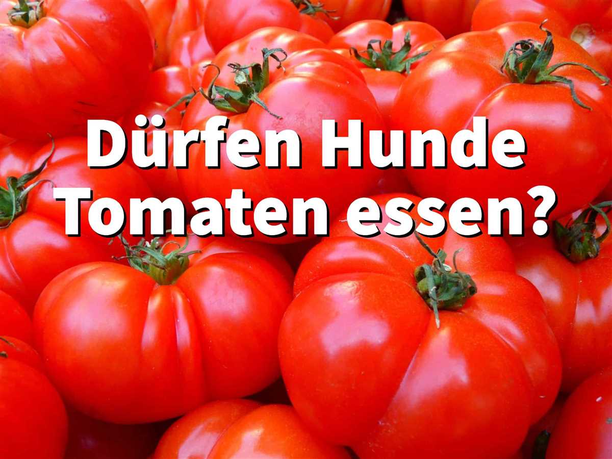 Was passiert, wenn Hunde Tomaten fressen? 10 mögliche Folgen