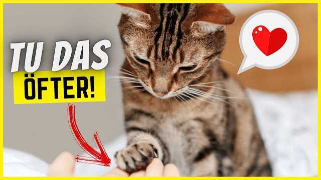 Was passiert, wenn Katzen Alkohol trinken? Wichtige Informationen für Katzenbesitzer