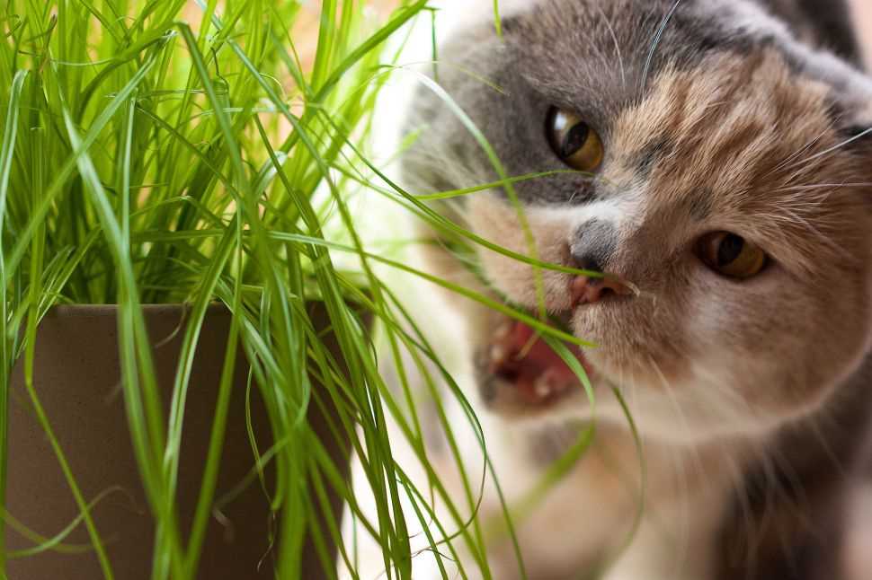 Halten Sie Alkohol außerhalb der Reichweite Ihrer Katze