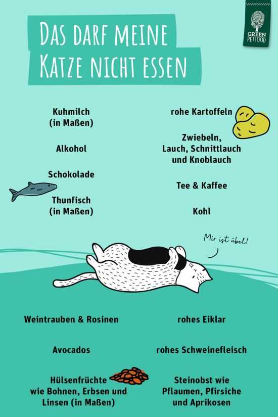 Was passiert wenn Katzen Schokolade essen? Beeinflusst es ihre Gesundheit?