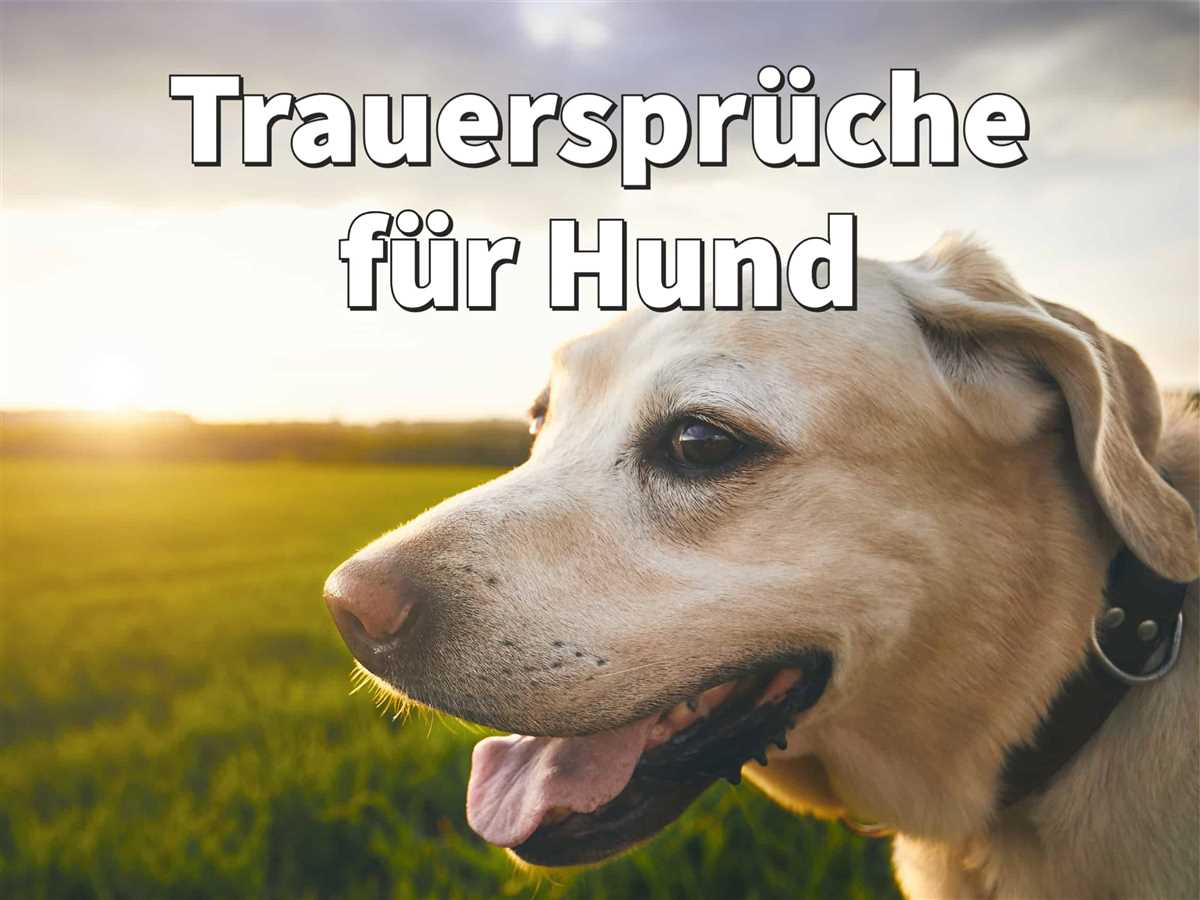 Was schreibt man, wenn ein Hund gestorben ist? Tipps und Ratschläge für den Umgang mit dem Verlust eines geliebten Vierbeiners