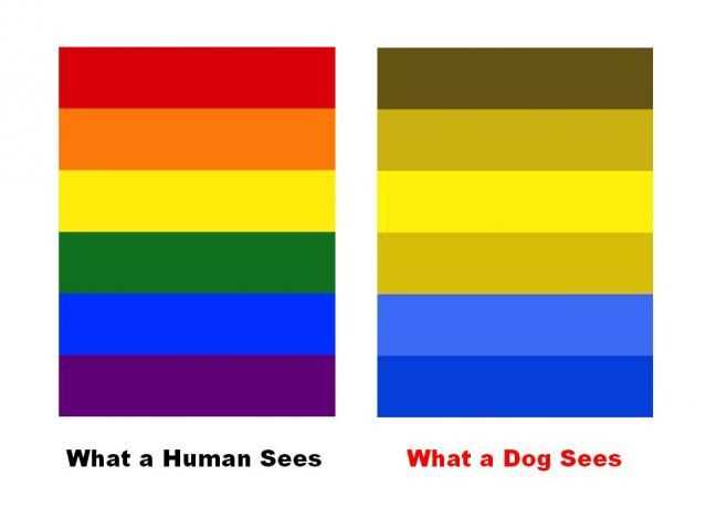 Farbwahrnehmung bei Hunden: Welche Farben können sie sehen?