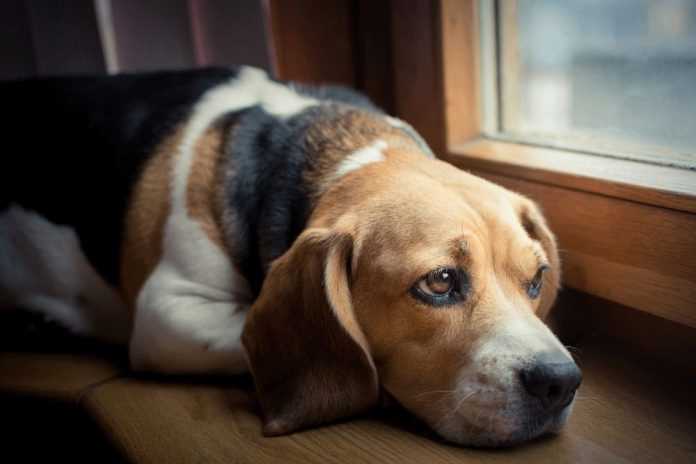 Behandlung gastrointestinale Probleme beim Hund