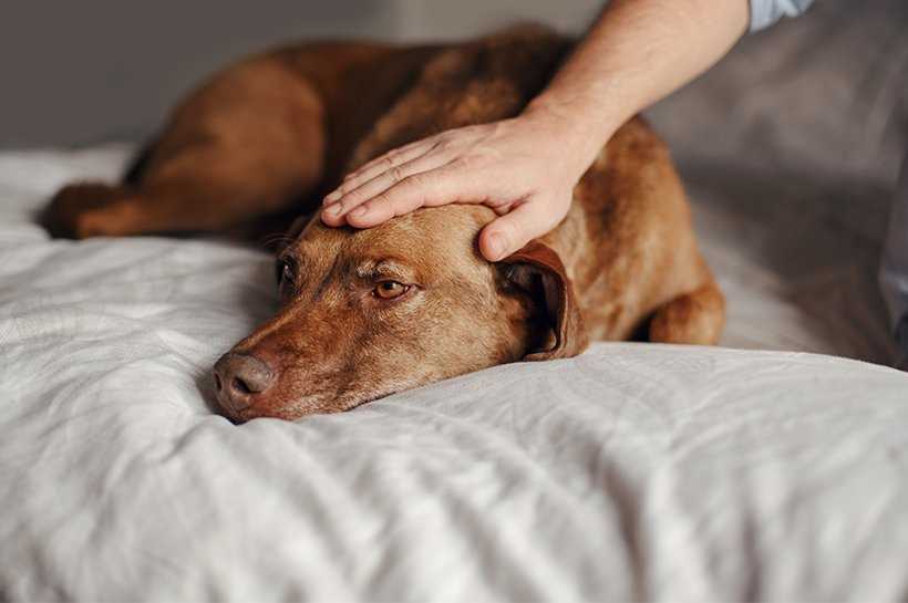 Vorbeugung von Blähungen beim Hund