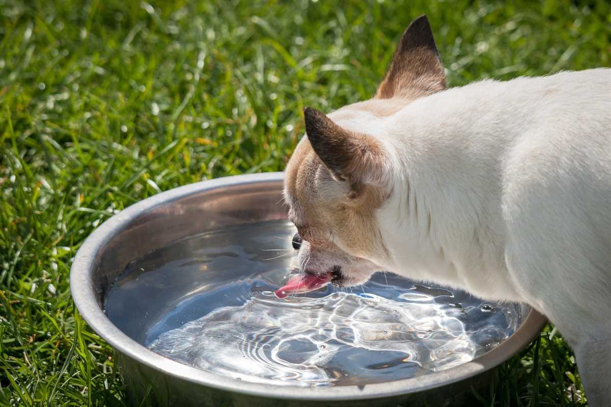 Behandlung von Blasenentzündungen beim Hund