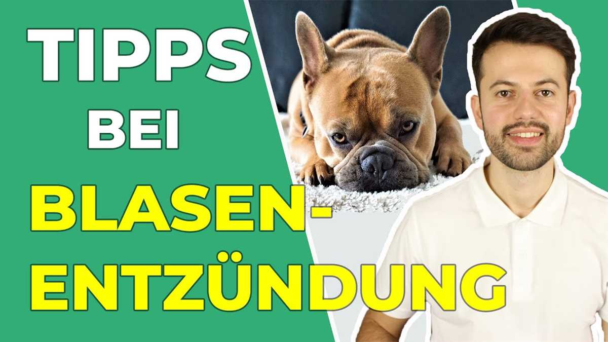 Hausmittel zur Linderung von Blasenentzündungen beim Hund