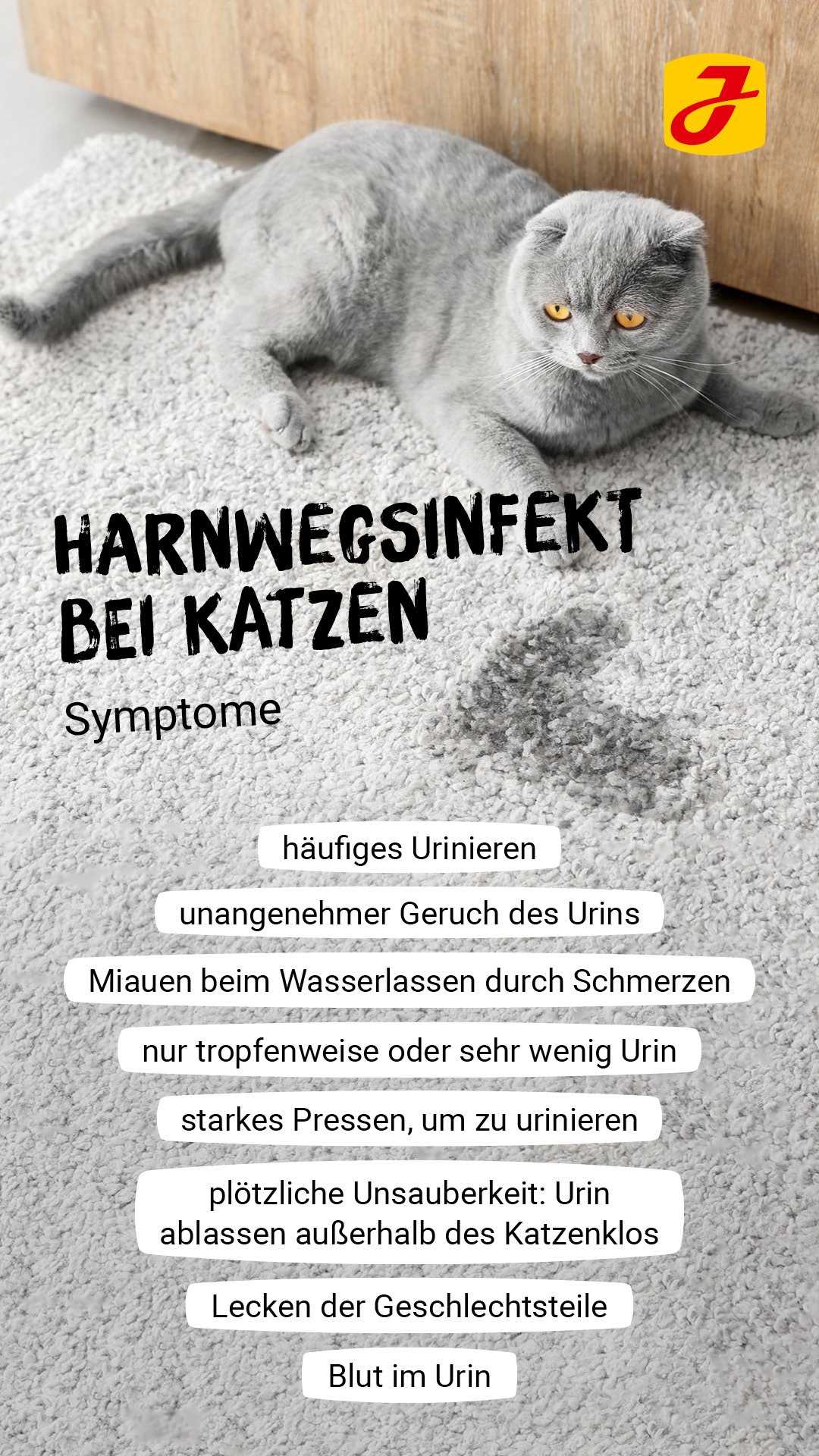 Diagnose einer Blasenentzündung bei Katzen: