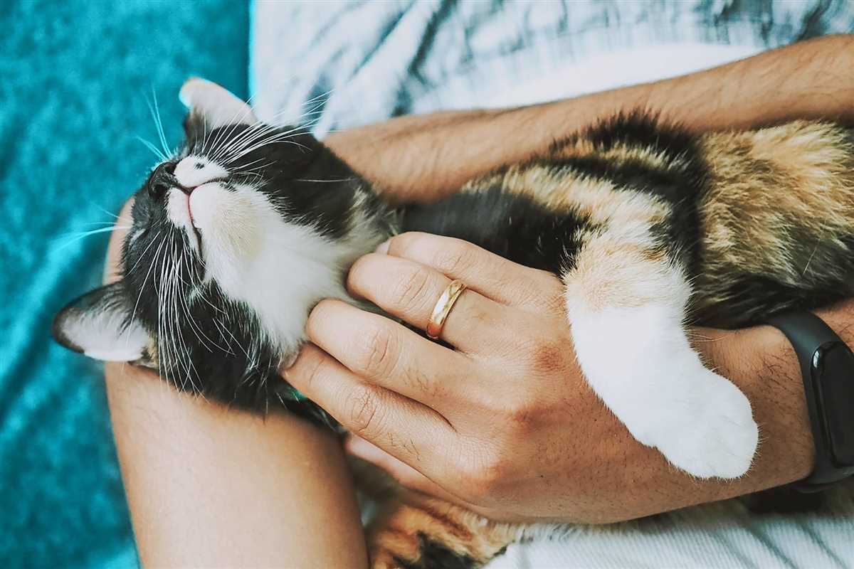 Vorbeugung von Durchfall bei Katzen