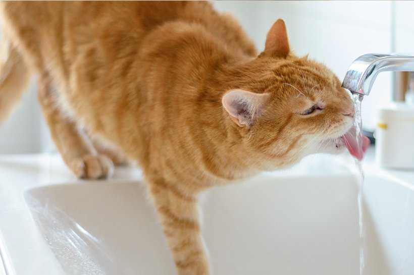 Behandlung von Durchfall bei Katzen