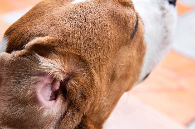 Behandlungsmöglichkeiten bei Ohrenentzündung des Hundes