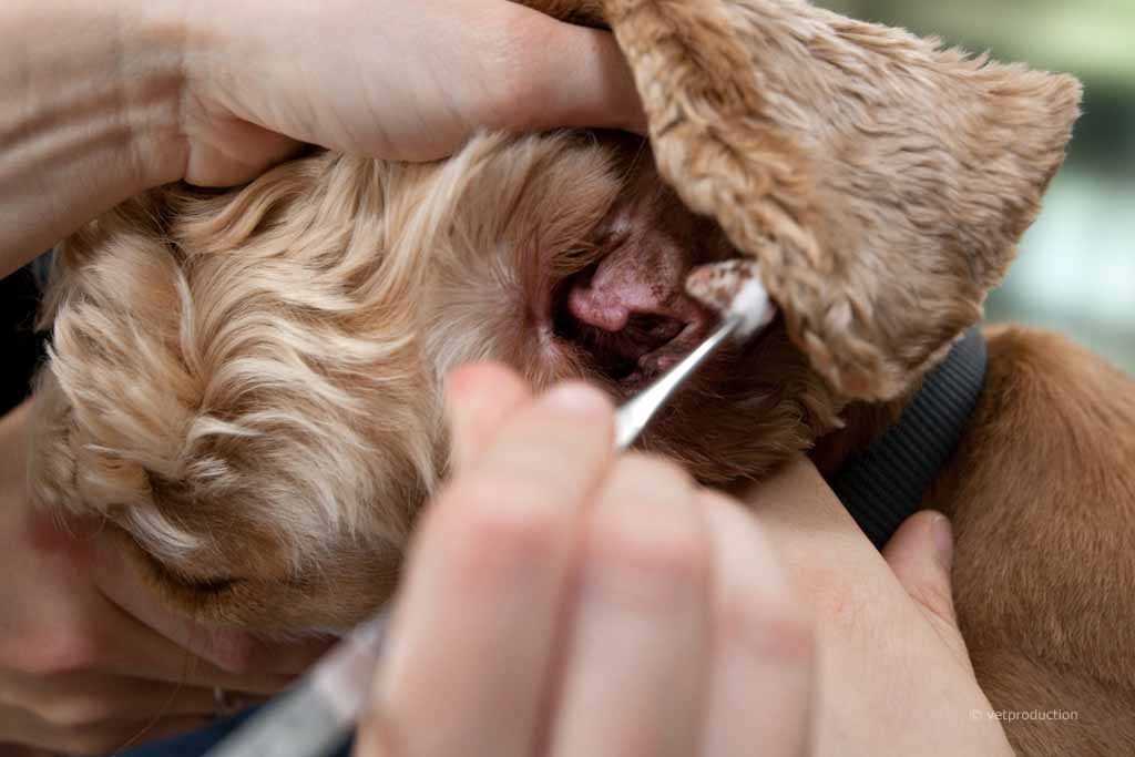 Was tun bei Ohrenentzündung beim Hund: Tipps und Behandlung