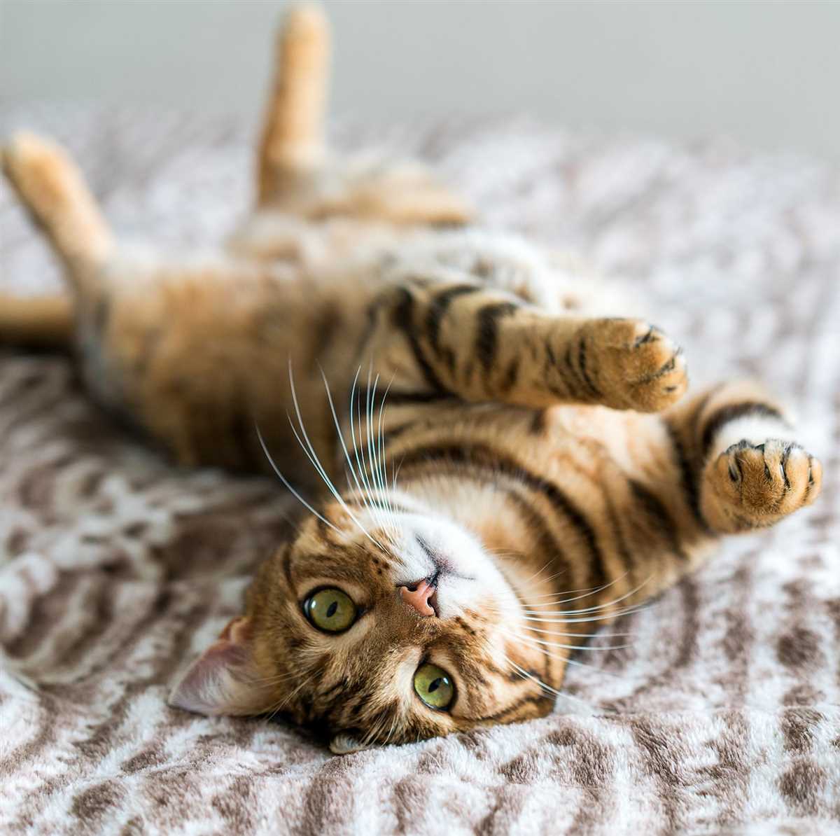 Was tun bei rolliger Katze? Tipps und Tricks zur Beruhigung