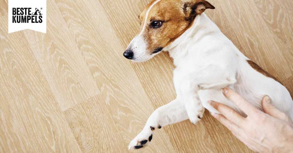 Behandlung und Vorbeugung von Sodbrennen beim Hund