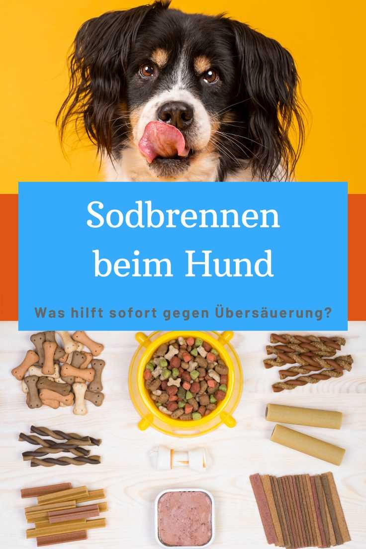 Was tun bei Sodbrennen beim Hund?