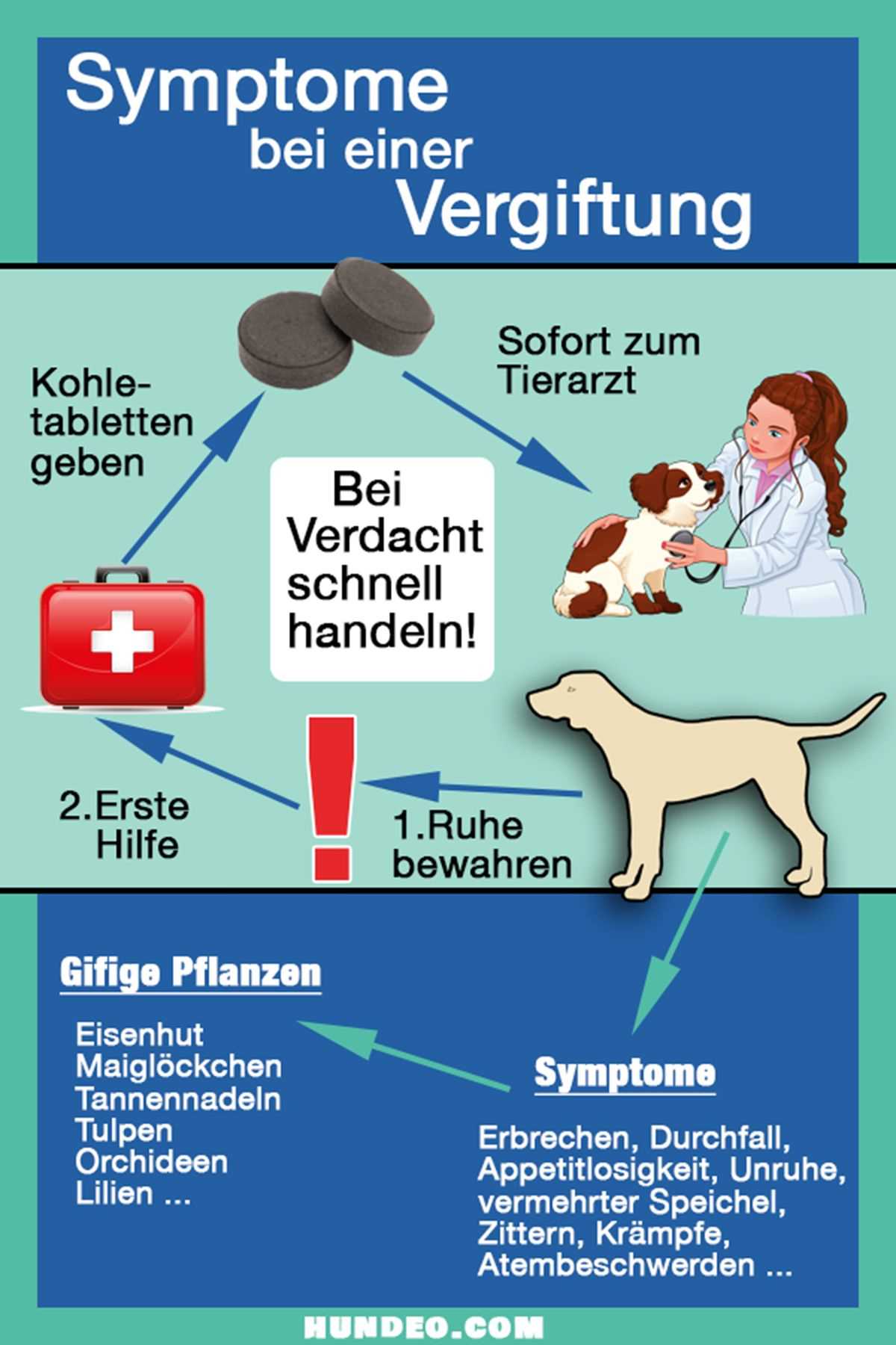 1. Rufen Sie sofort den Tierarzt an