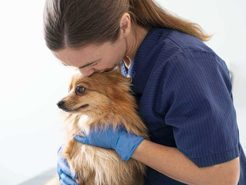 Erste Hilfe bei einem Wespenstich beim Hund