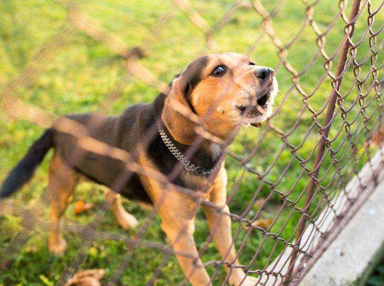 Effektive Methoden, um Lärm durch bellende Hunde zu reduzieren