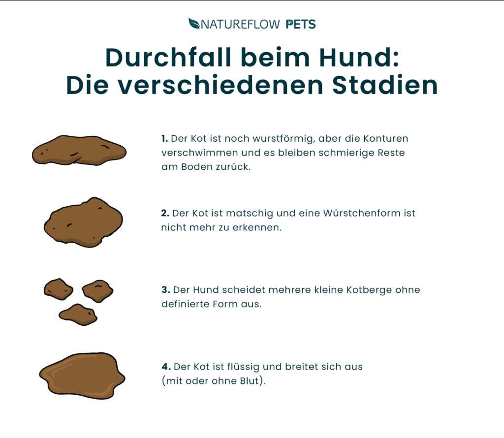 Unverträglichkeiten bei Hunden