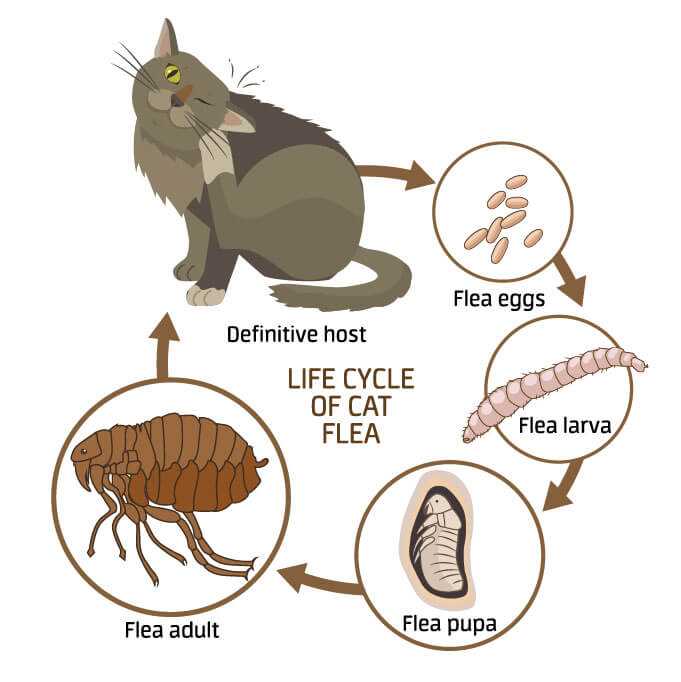 Was tun gegen Flöhe bei Katzen? Tipps zur Behandlung und Vorbeugung | Website Name