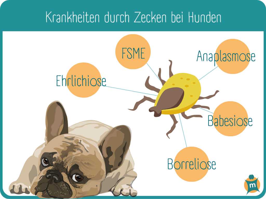 Der Einsatz von Zeckenschutzmitteln für Hunde