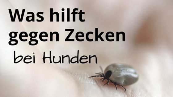 Warum ist Zeckenschutz bei Hunden wichtig?