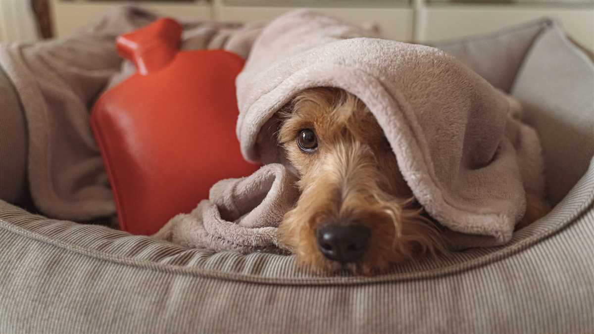 Wann zum Tierarzt gehen?