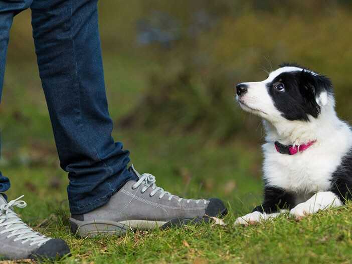 Überforderung des Hundes