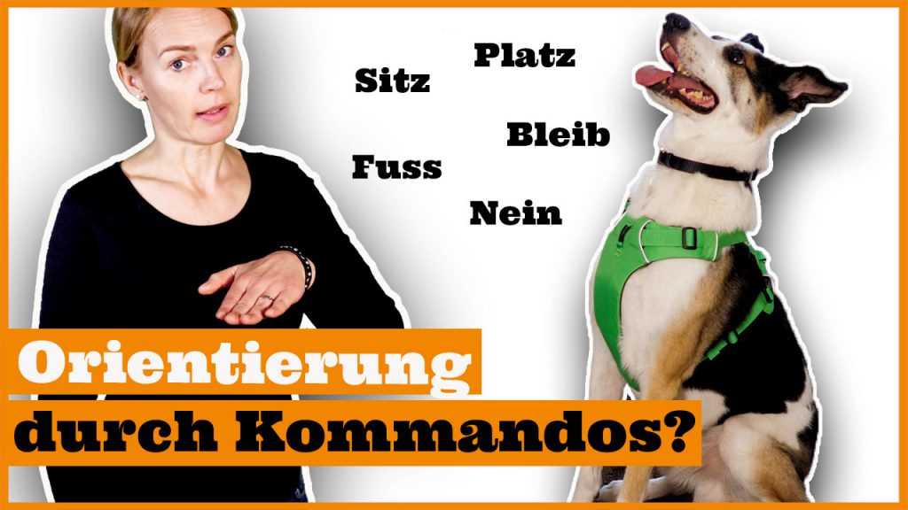 Unklare Kommunikation des Hundebesitzers