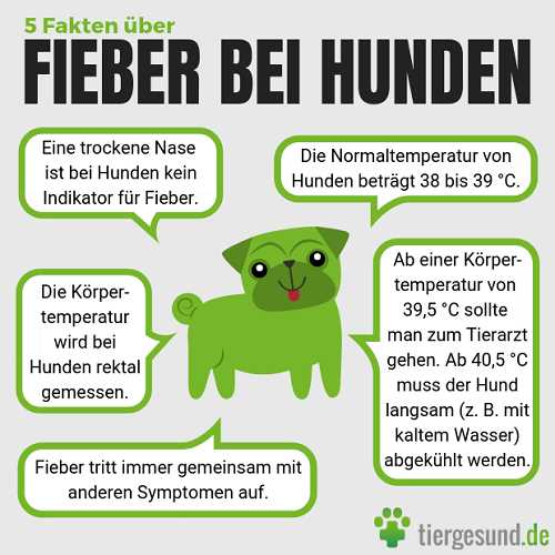 Was tun wenn der Hund Fieber hat? Tipps und Ratschläge für die richtige Behandlung