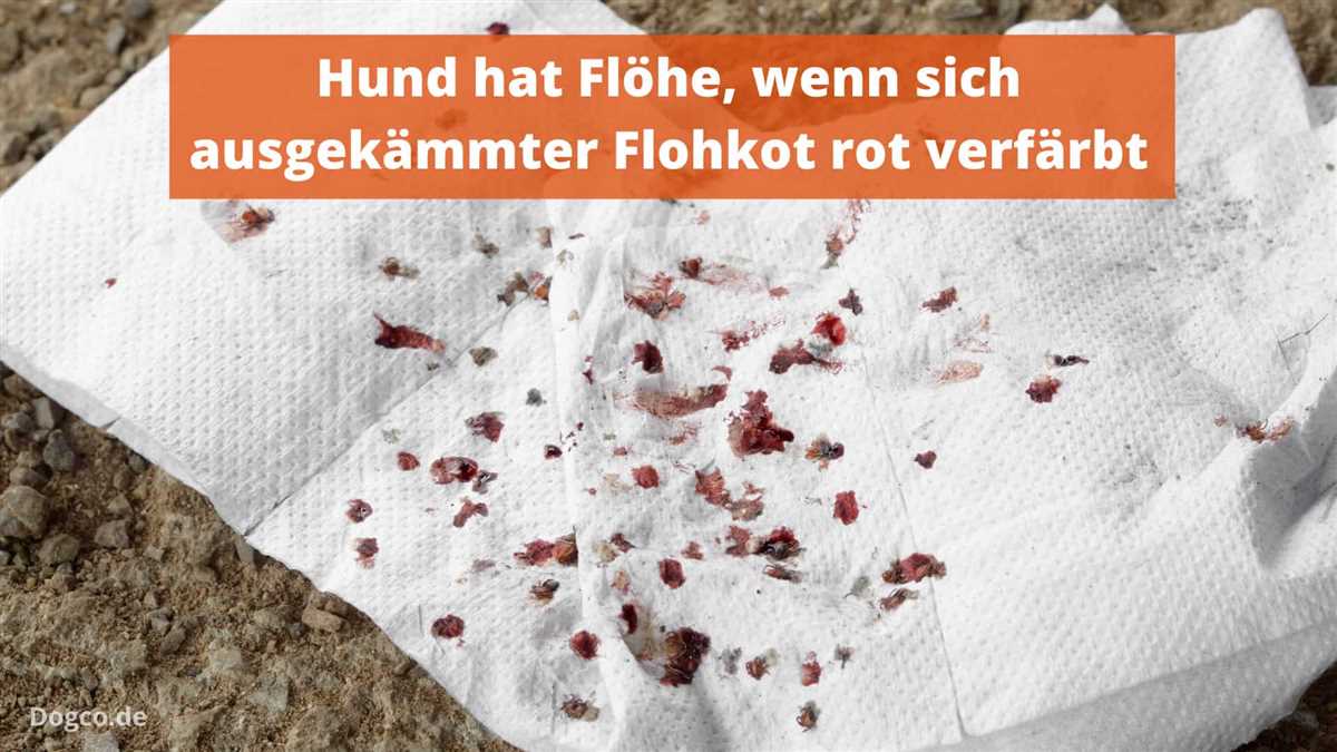 Was tun wenn der Hund Flöhe hat – Tipps und Tricks