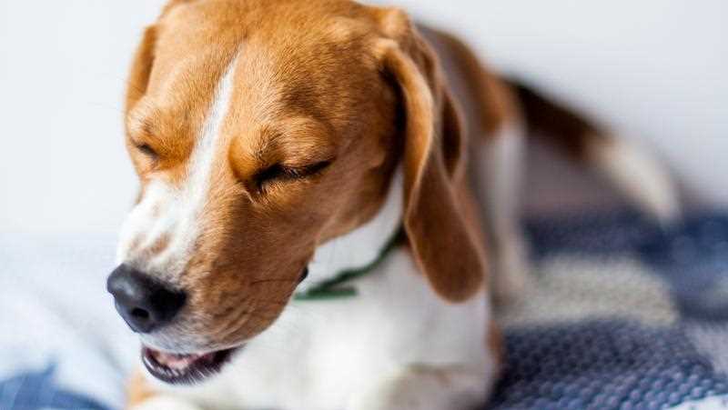 Diagnose und Behandlung von Husten beim Hund