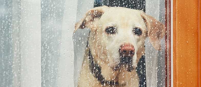 Was tun, wenn der Hund Angst vor Gewitter hat? Tipps und Tricks zur Beruhigung