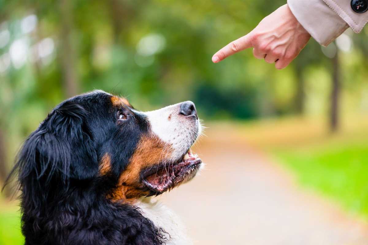 Belohne den Hund für gutes Verhalten