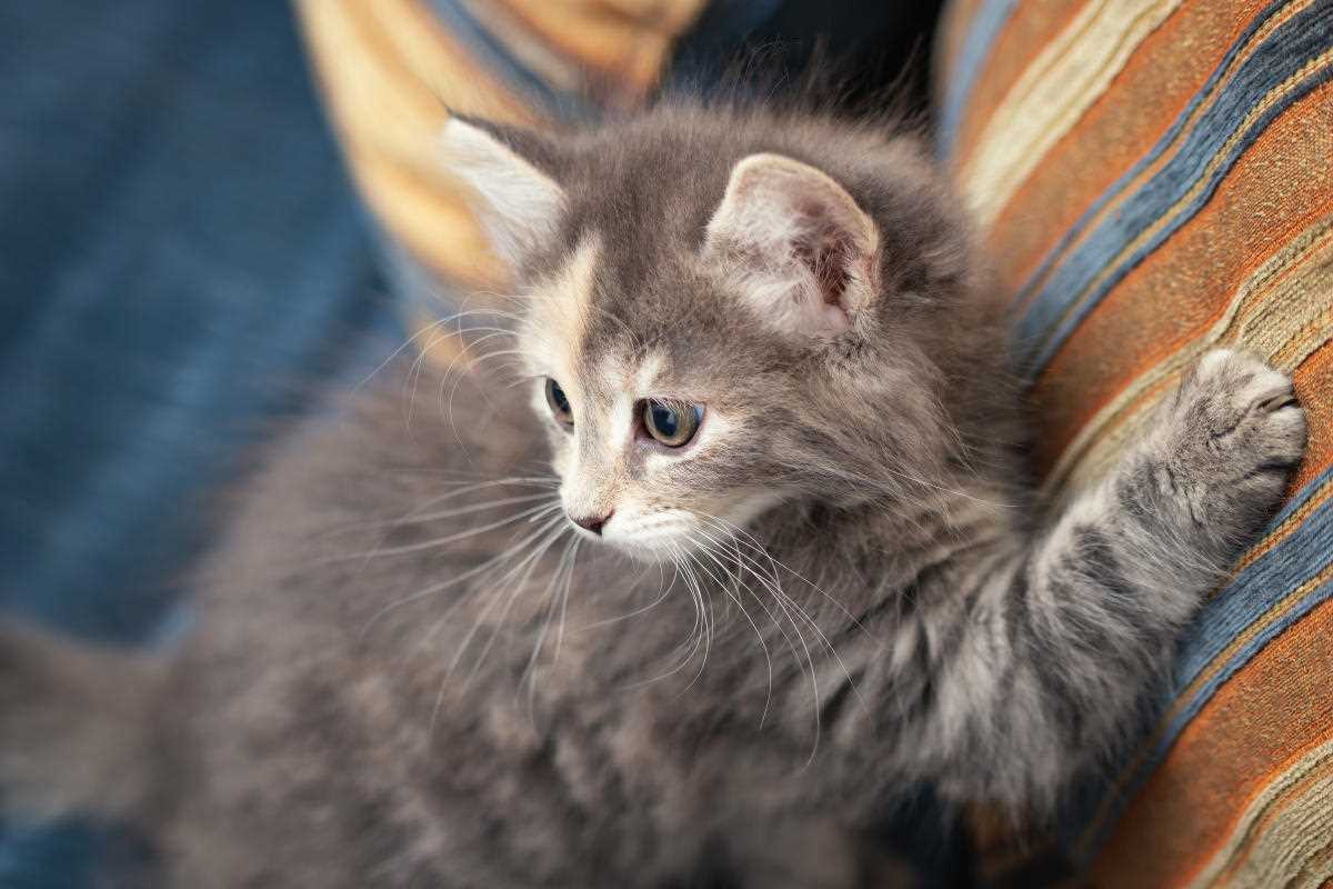 1. Lernen Sie das Katzenverhalten kennen