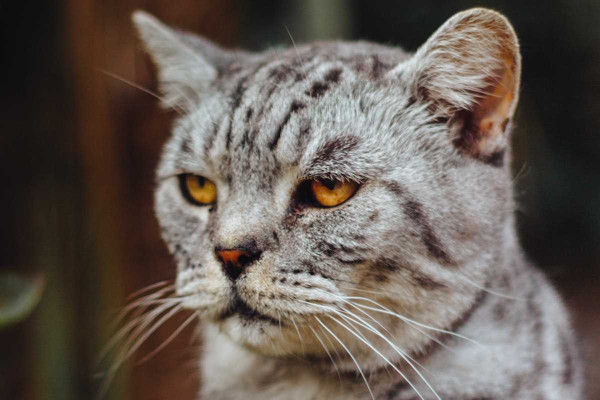 Was tun wenn die Katze beleidigt ist? Tipps und Tricks für eine versöhnte Stimmung