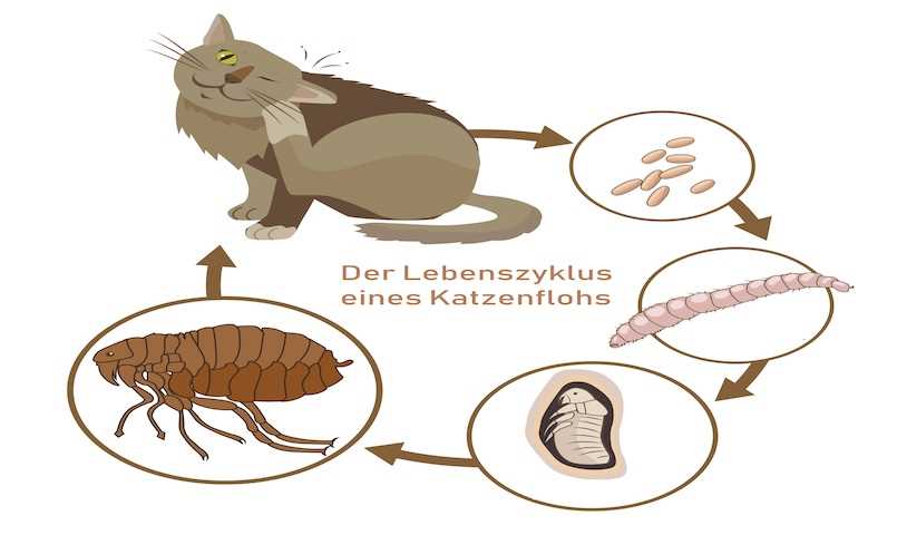 2. Natürliche Flohshampoos