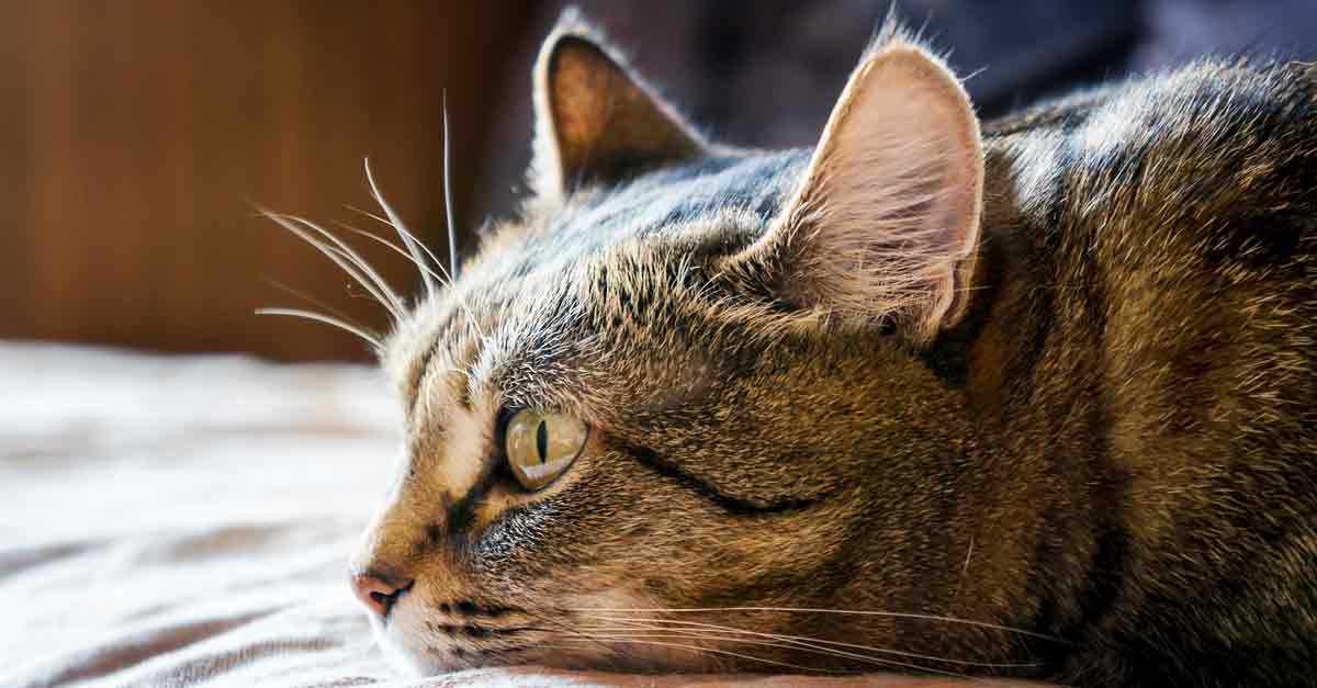 Was tun, wenn die Katze kotzt? Tipps und Tricks zur Behandlung von Erbrechen bei Katzen