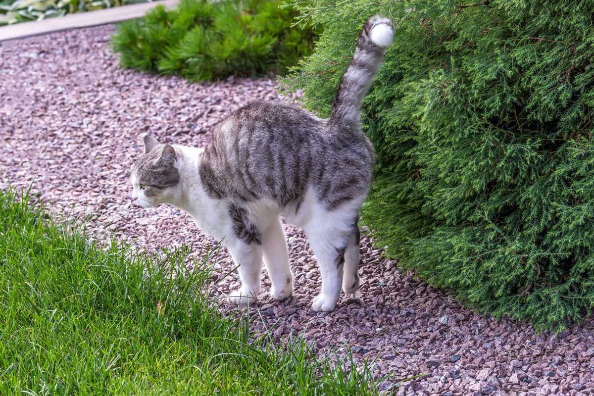 Wie kann man hormonelle Veränderungen bei Katzen behandeln?