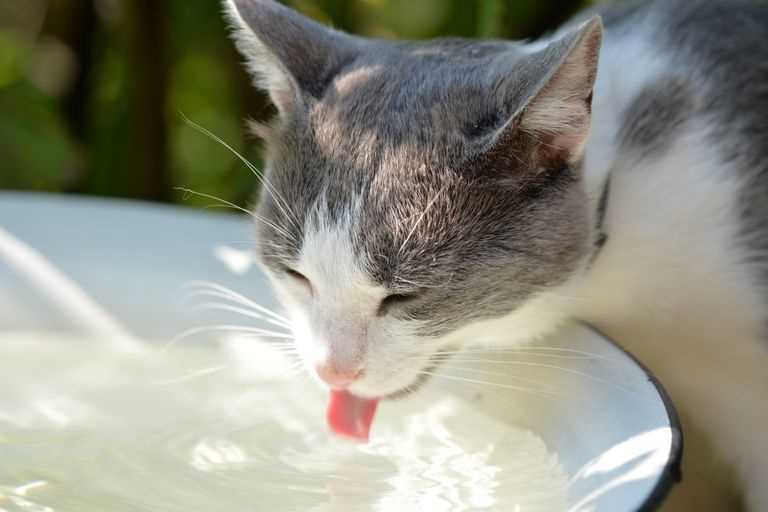 6. Regelmäßige Reinigung der Wasserschalen