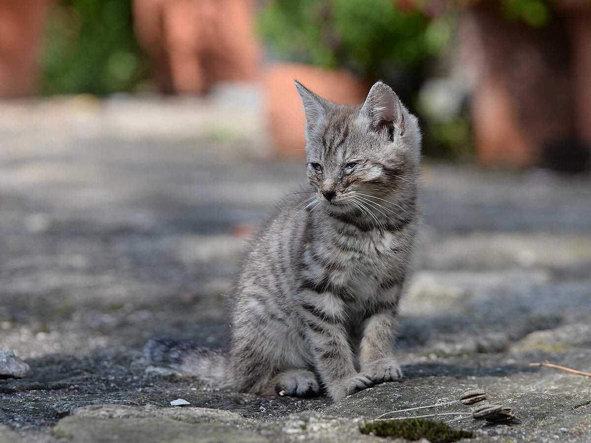 Ursachen und Übertragung des Katzenschnupfens