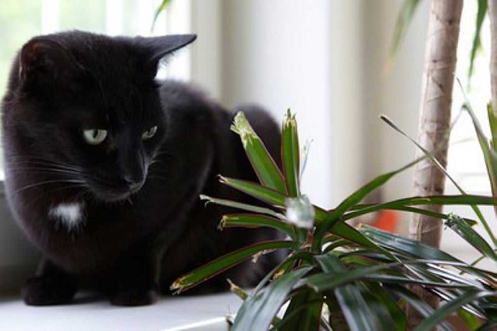 Was tun, wenn Katzen Pflanzen anfressen? Tipps und Tricks