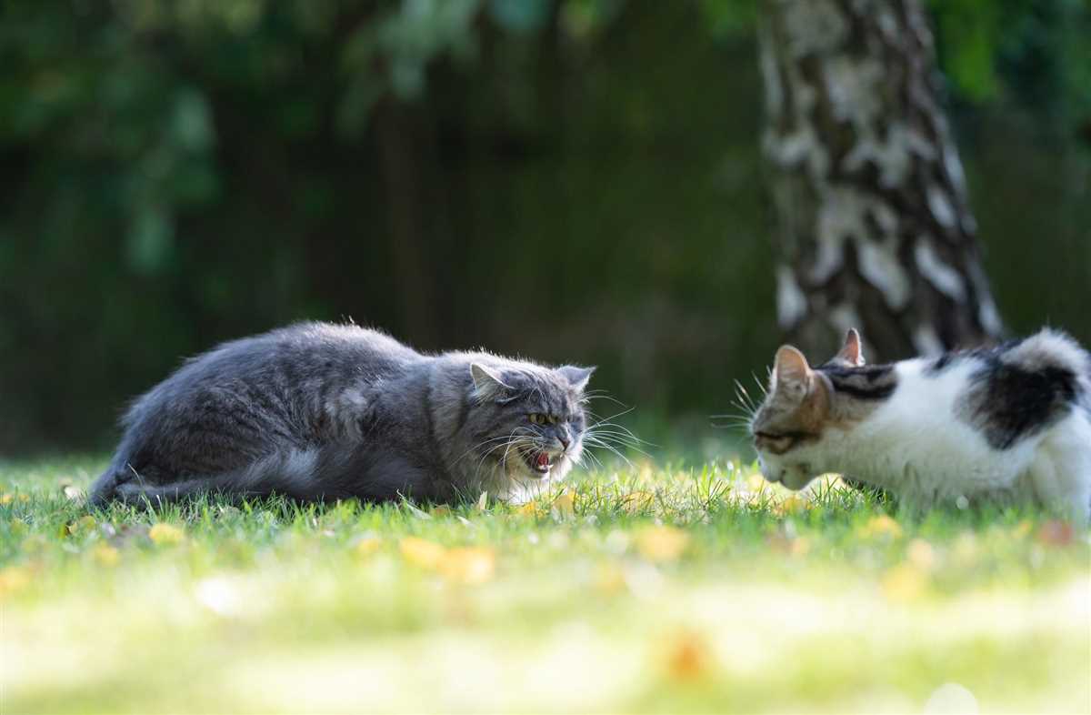 Was tun wenn Katzen sich nicht vertragen – Tipps und Tricks