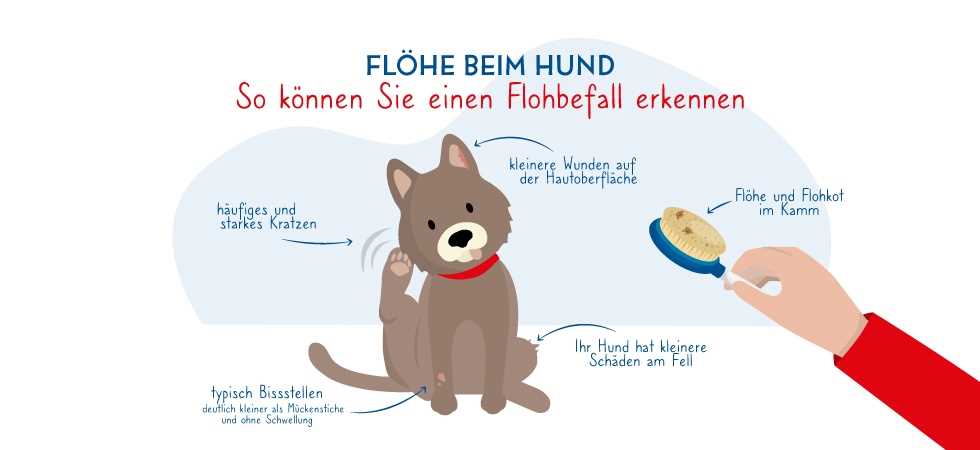 Was tun, wenn mein Hund Flöhe hat? Tipps und Ratgeber