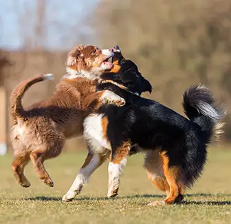 Wie kann man das beißende Verhalten des Hundes abtrainieren?