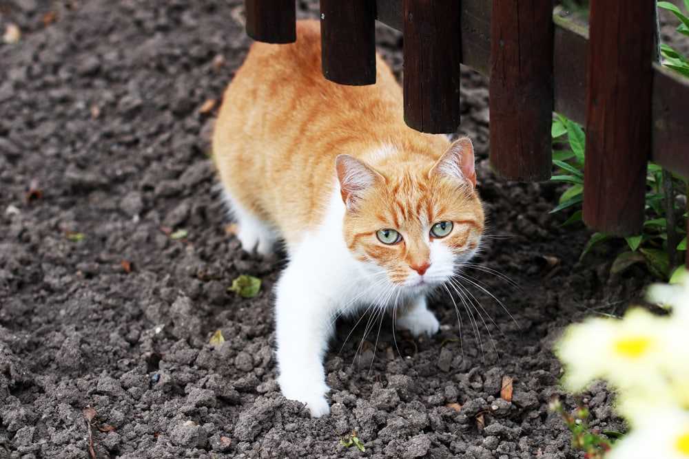 Mechanische Vorrichtungen zum Schutz des Gartens vor Katzen