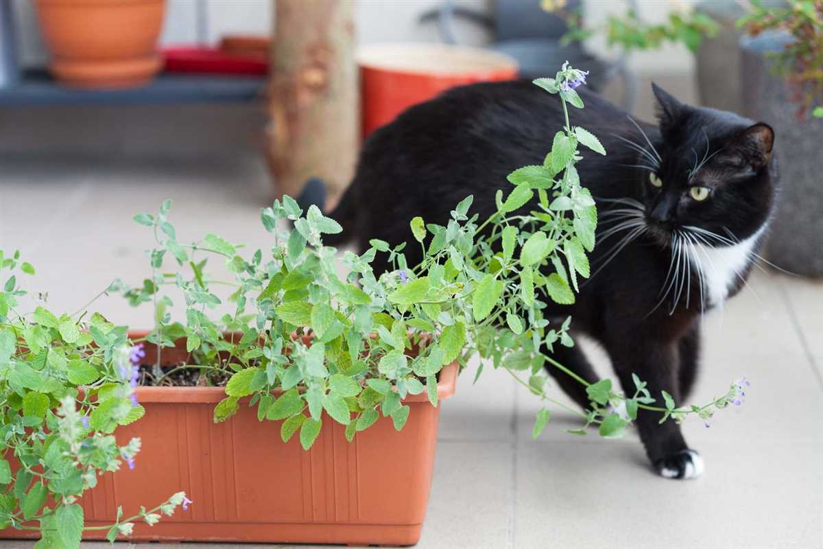 Die Bedeutung der richtigen Gartenstruktur zur Vermeidung von Katzen