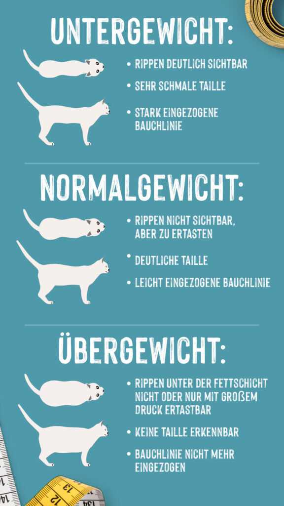 Warum das Gewicht einer Katze wichtig ist