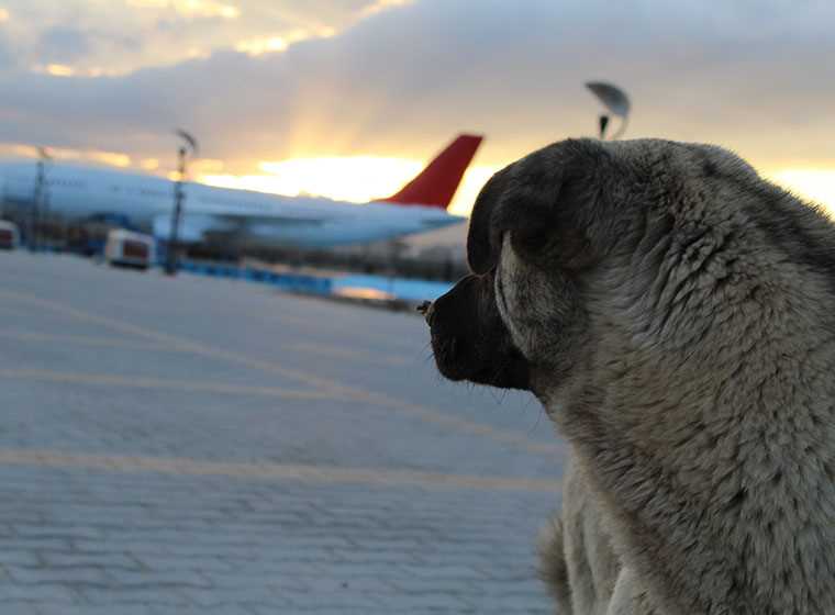 Welche Airline nimmt Hunde in der Kabine mit? Finden Sie die besten Optionen!