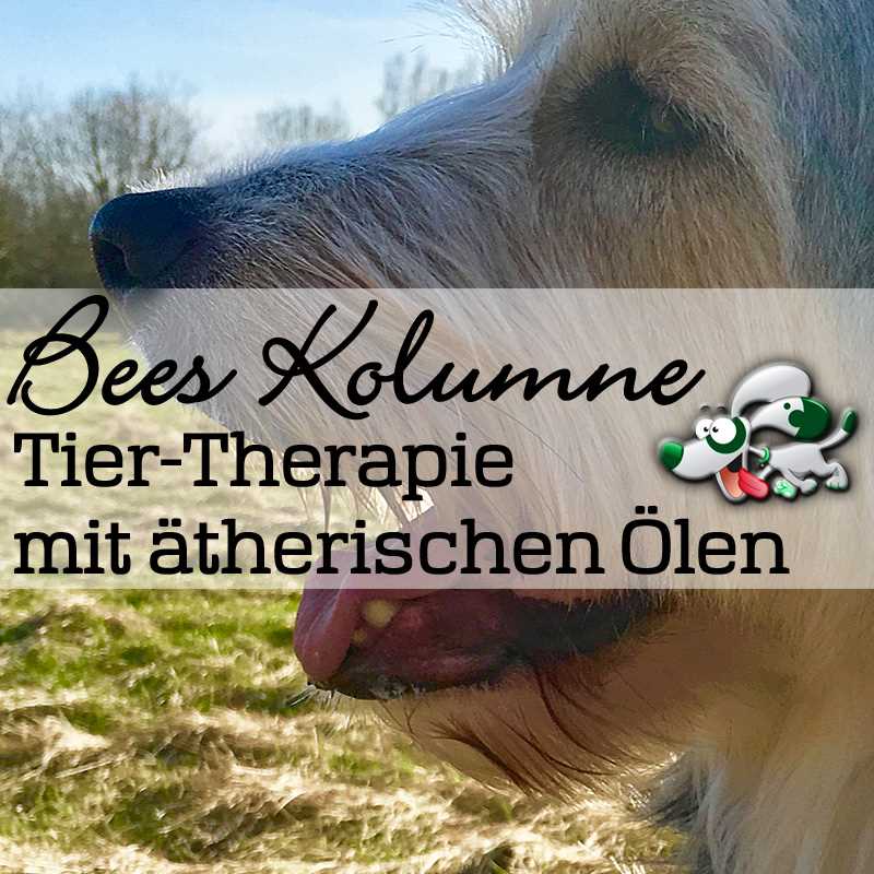 Giftige ätherische Öle für Hunde